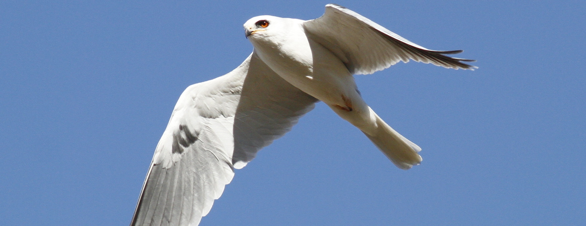 Birds of Prey Fall Migration
